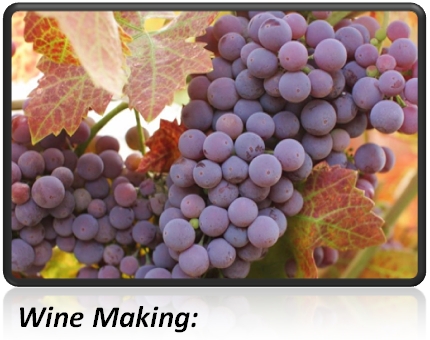 wine-making-temp-control-is-critical.jpg